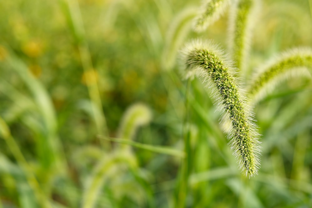 close up of a plant