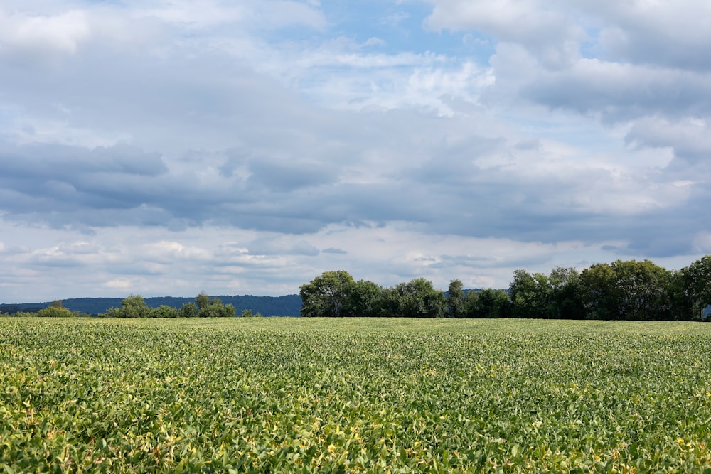 a field of flowers with trees in the background