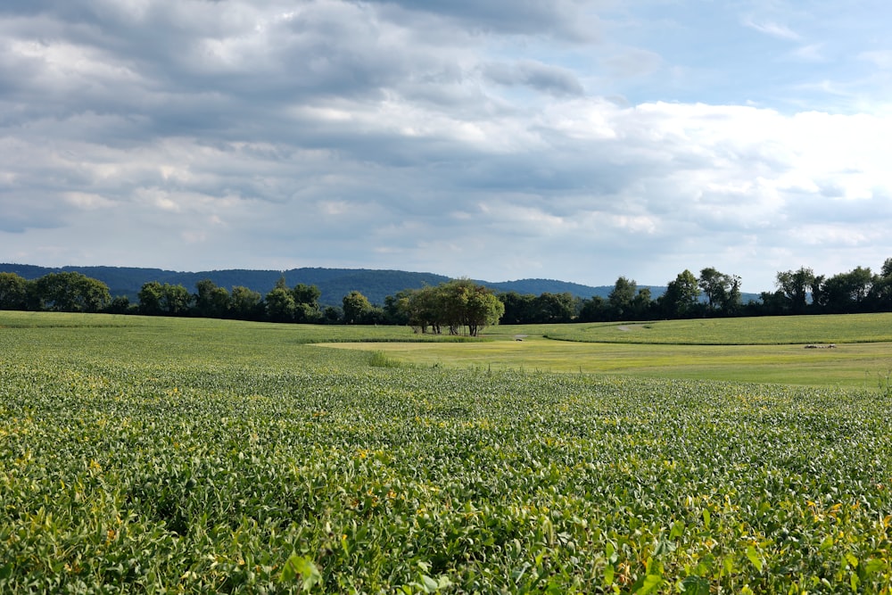 a field of flowers with trees in the background