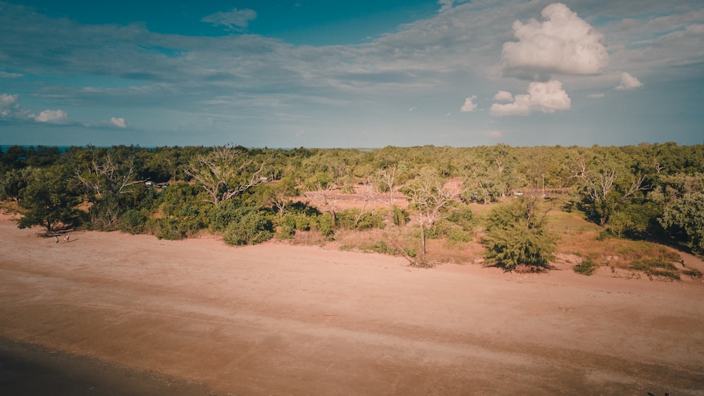 a sandy area with trees