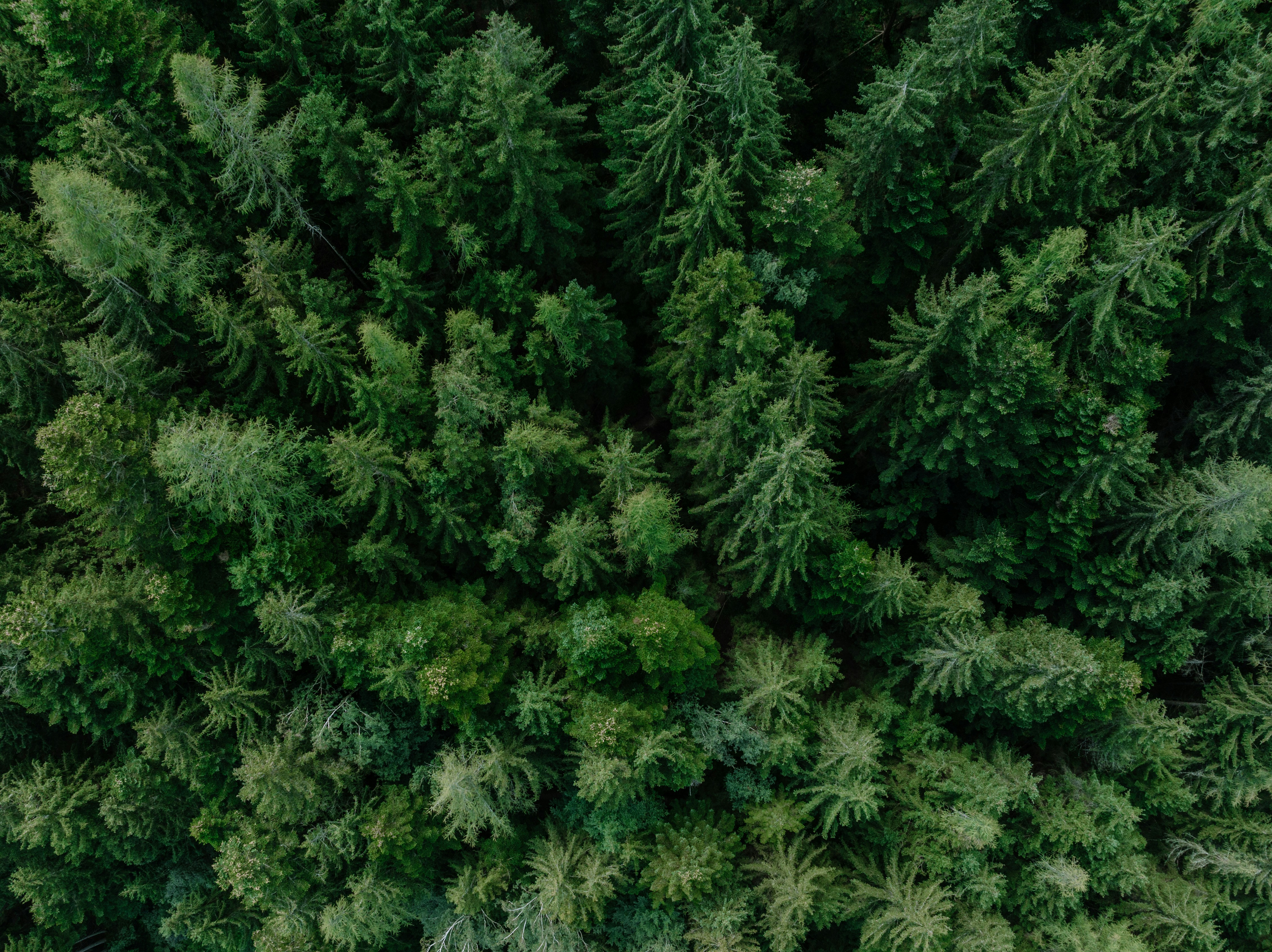 Photo by patresinger