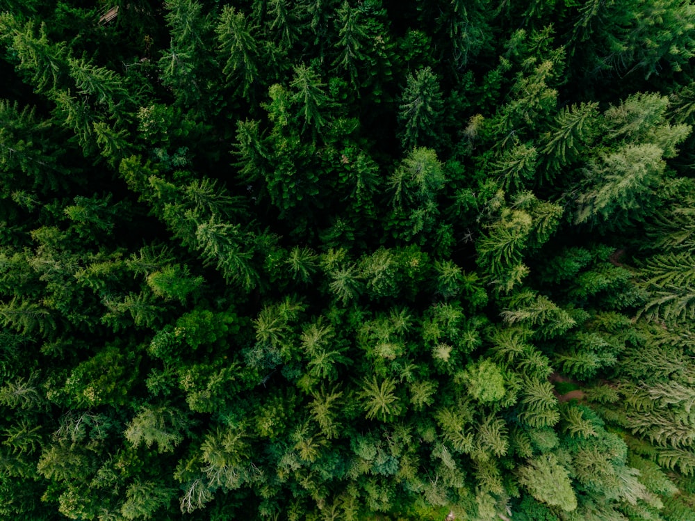 a large group of plants