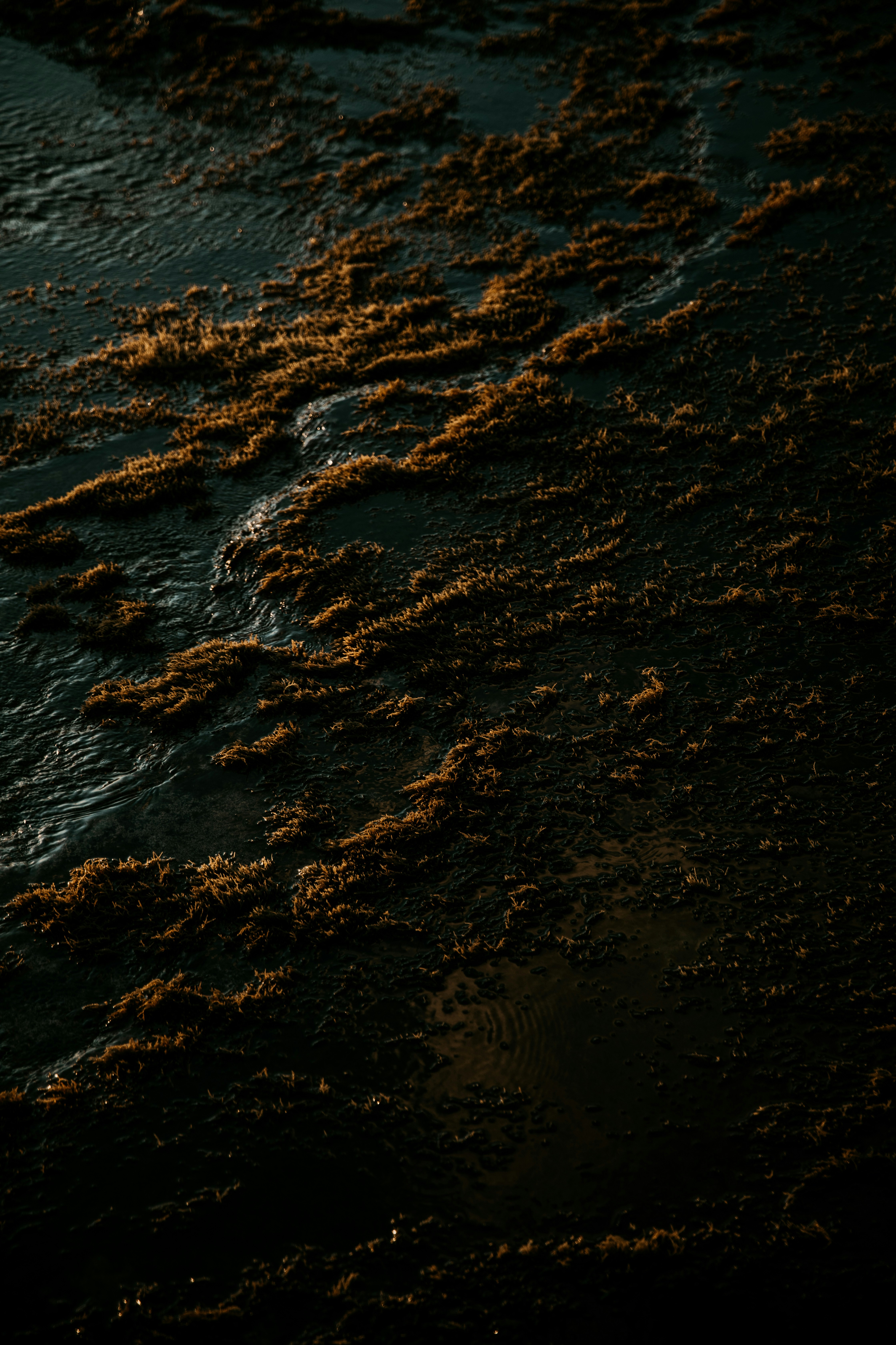dark seaweed ocean wallpaper, wallpaper, Nori: Manfaat Rumput Laut Lezat dan Kandungan Nutrisinya 5