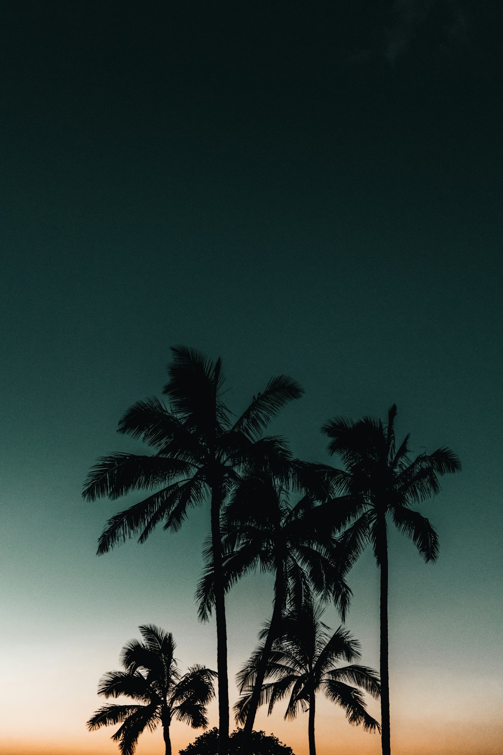 a group of palm trees