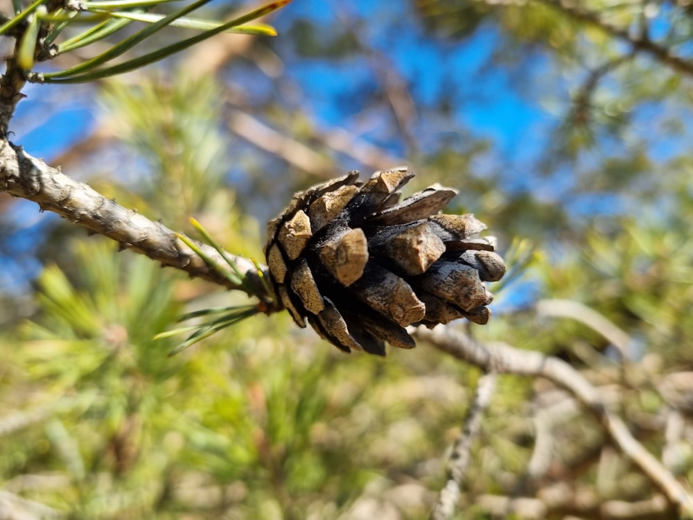 a close up of a pine cone