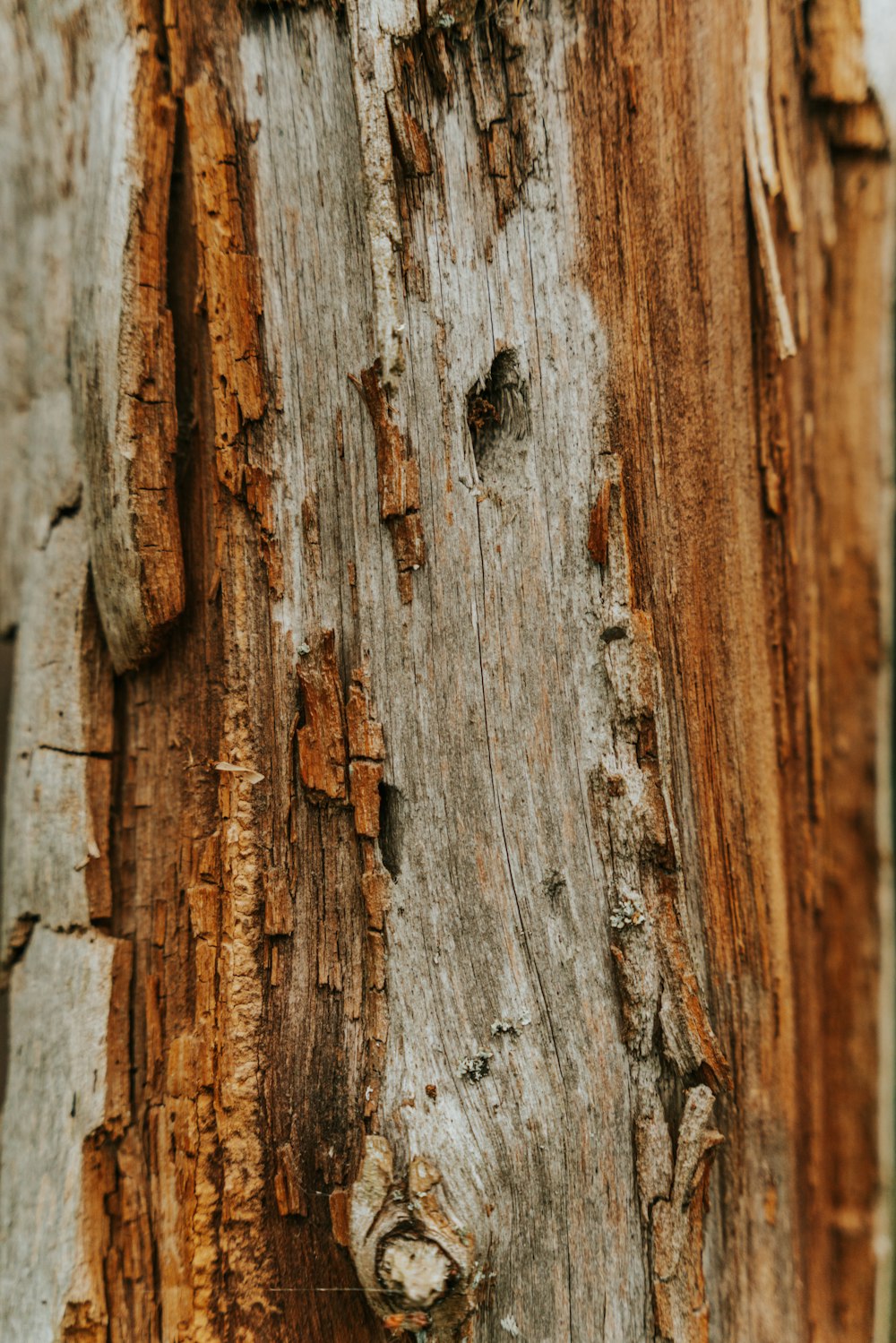 a close up of a tree trunk