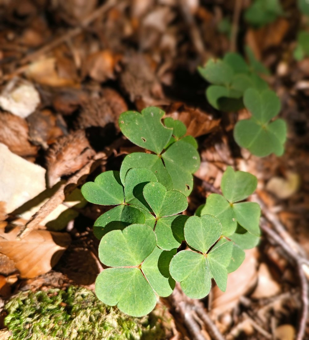 a green plant growing in the dirt