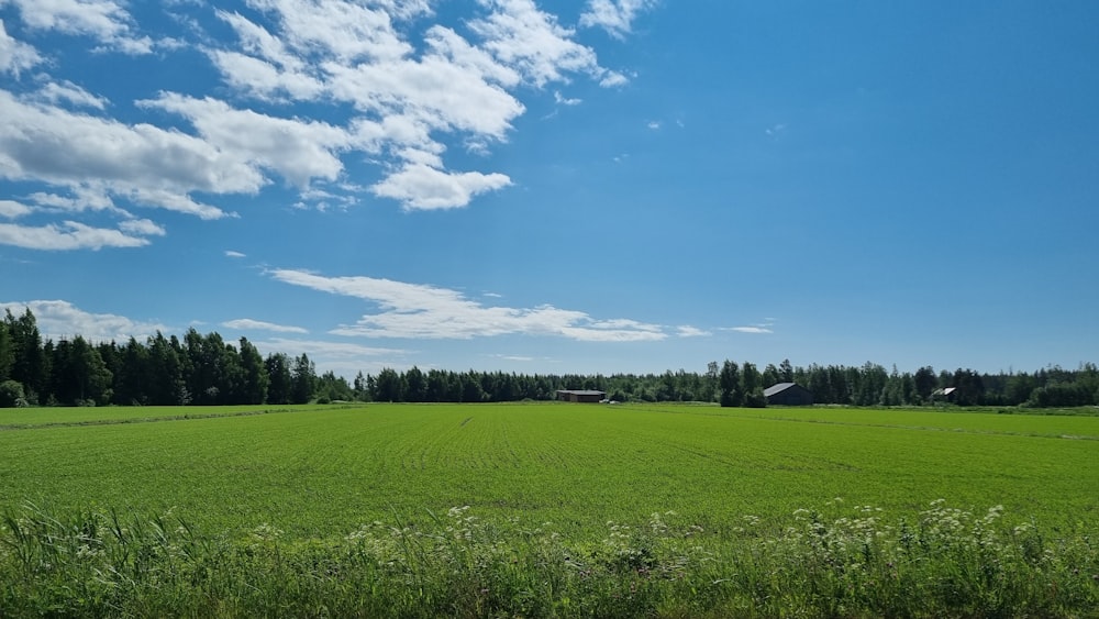 a large green field with trees in the background