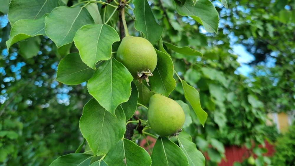 a tree with green fruit