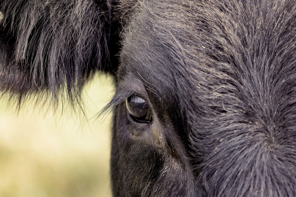 close up of an animal