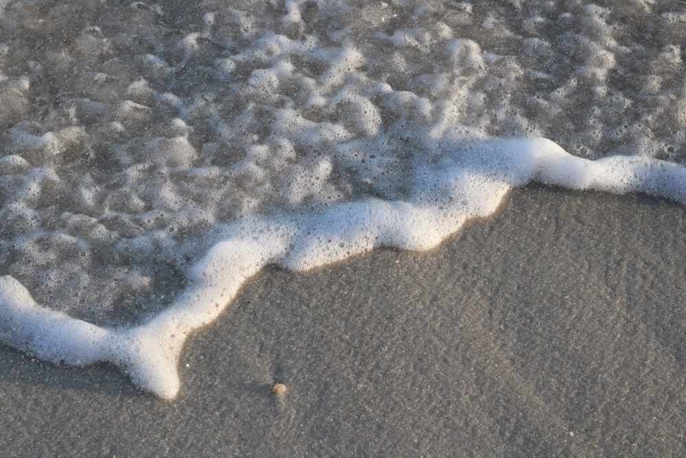 a white snake on a beach