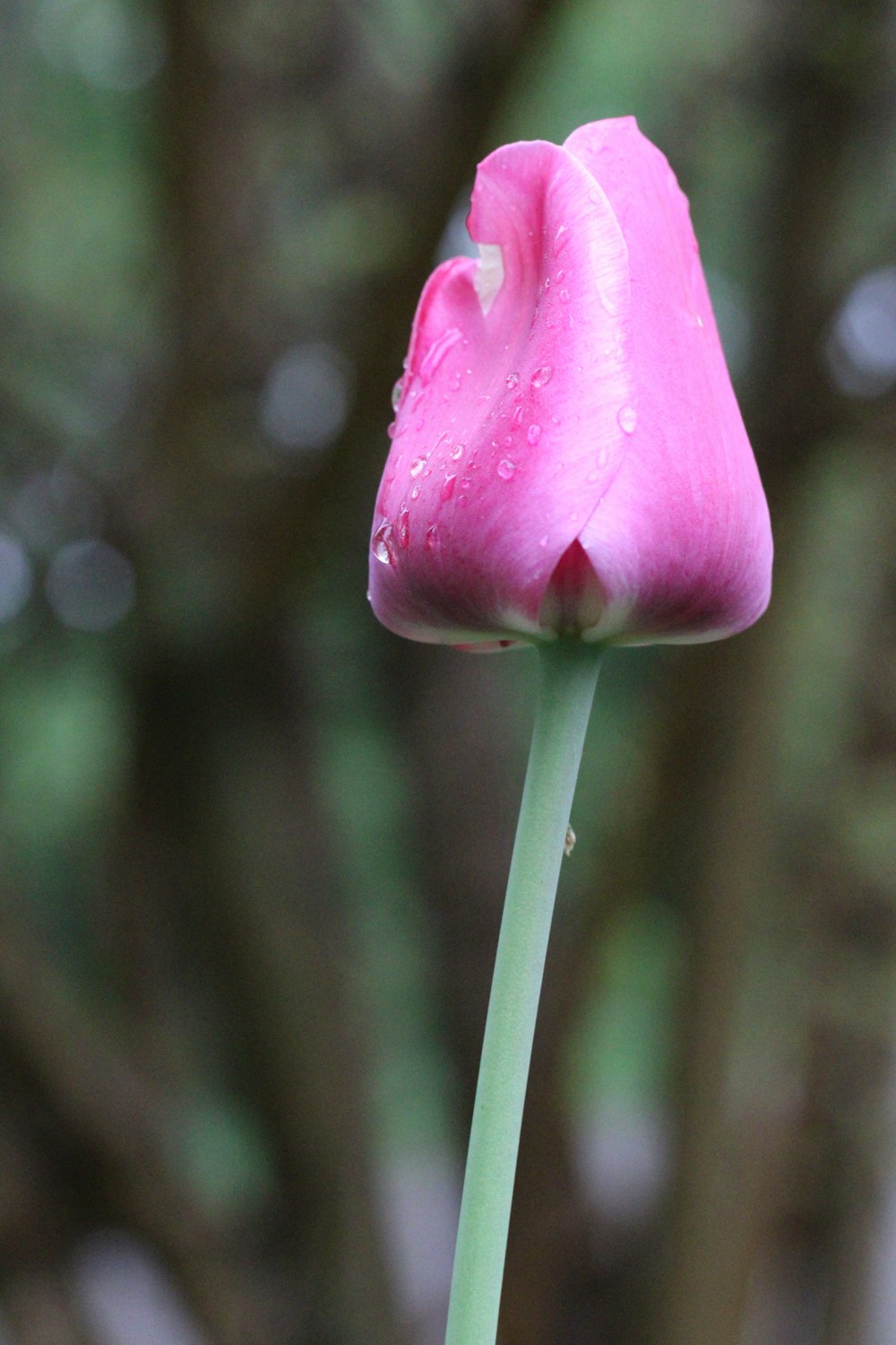 a close up of a flower