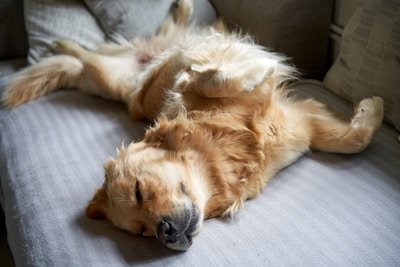 a dog sleeping on a couch