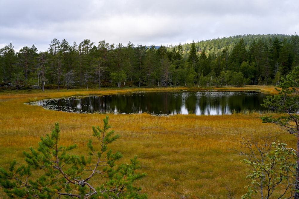 a lake surrounded by trees