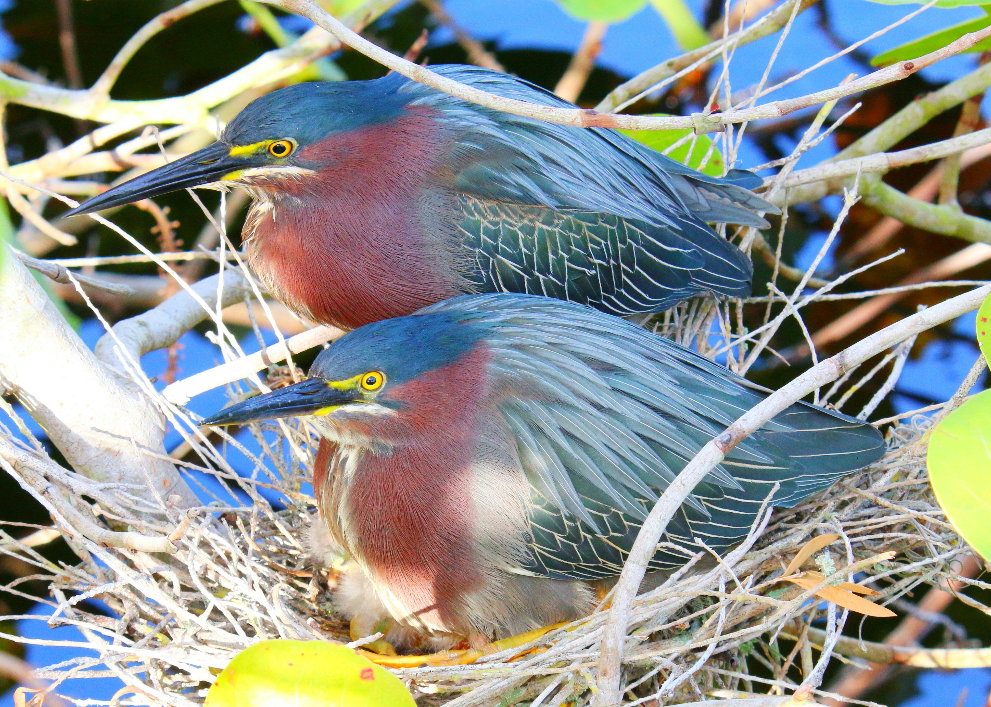 a couple of birds in a nest