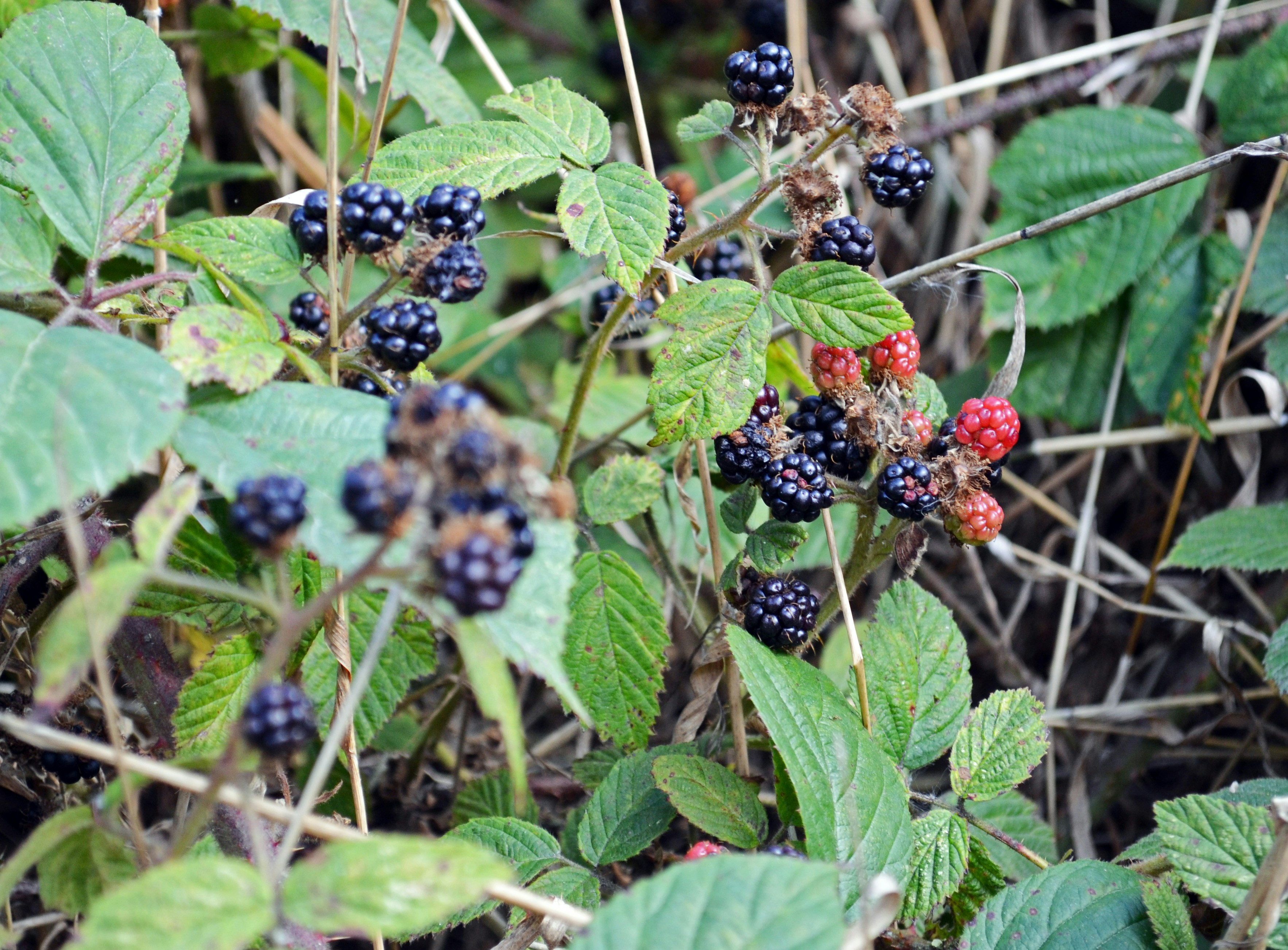 a group of berries on a bush