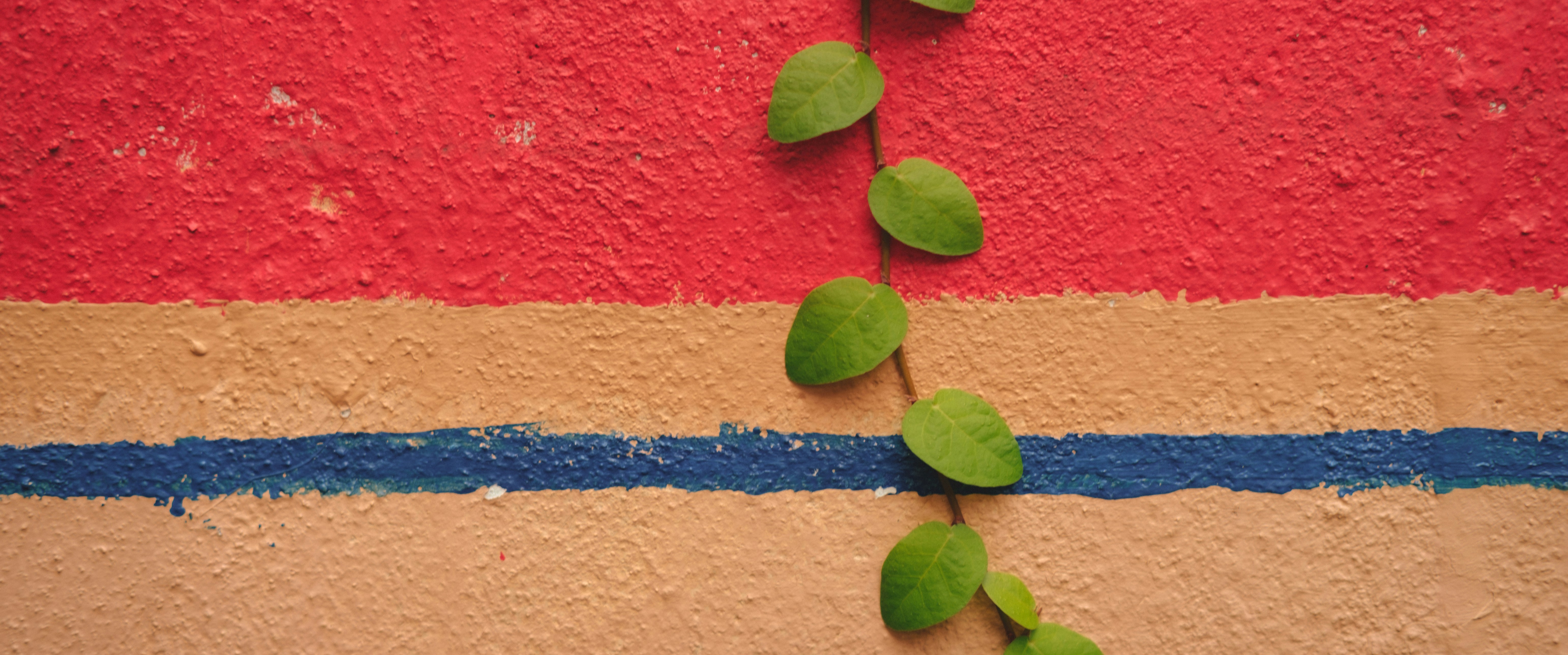 a plant growing in the sand