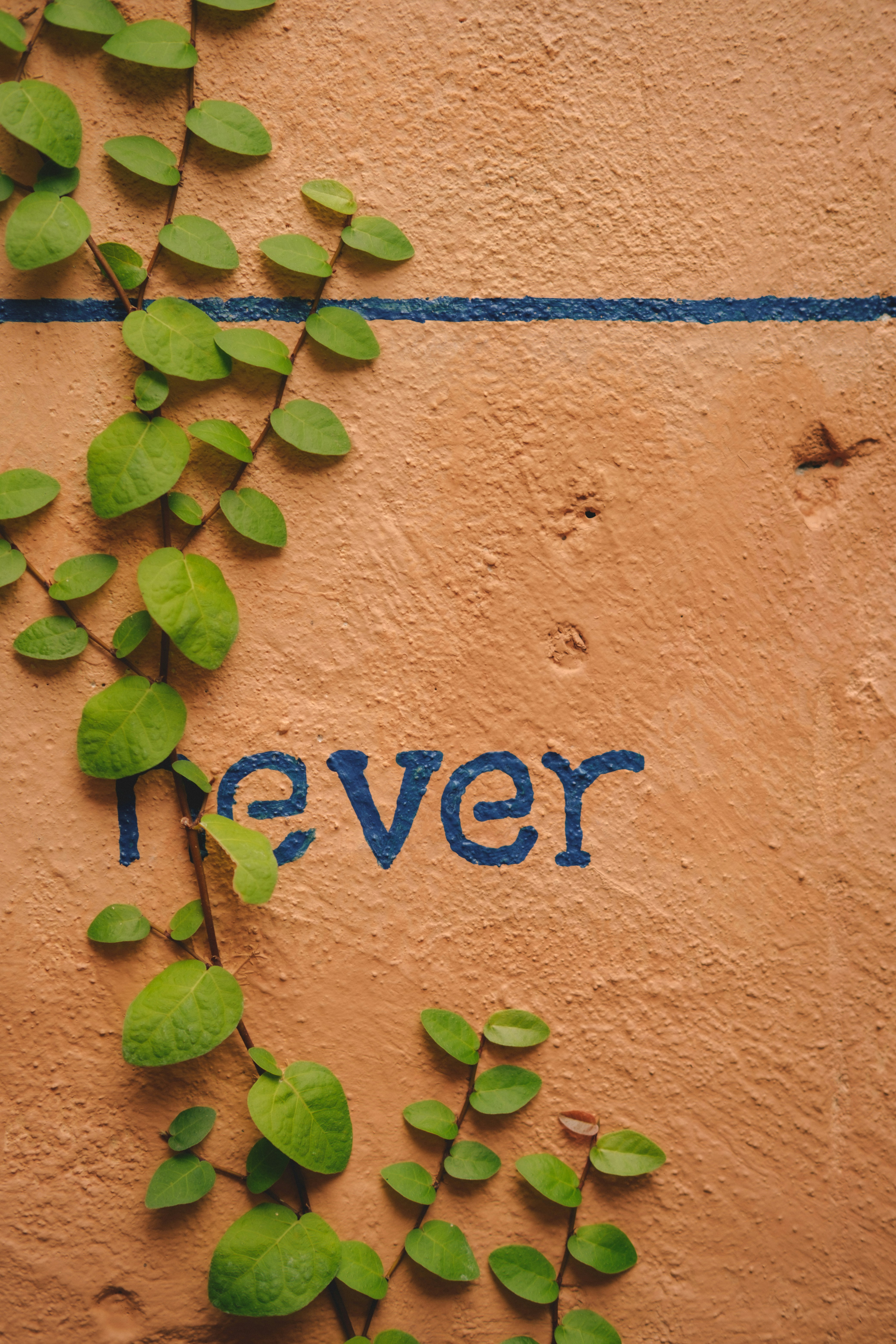 a plant with blue text on it