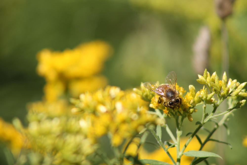 a bee on a flower