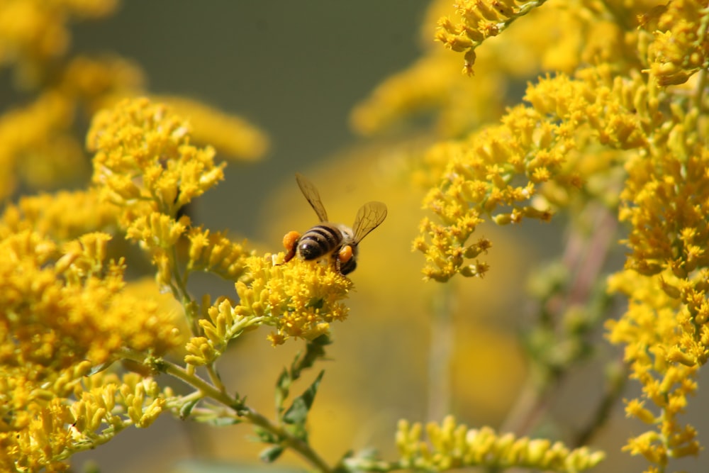 a bee on a flower