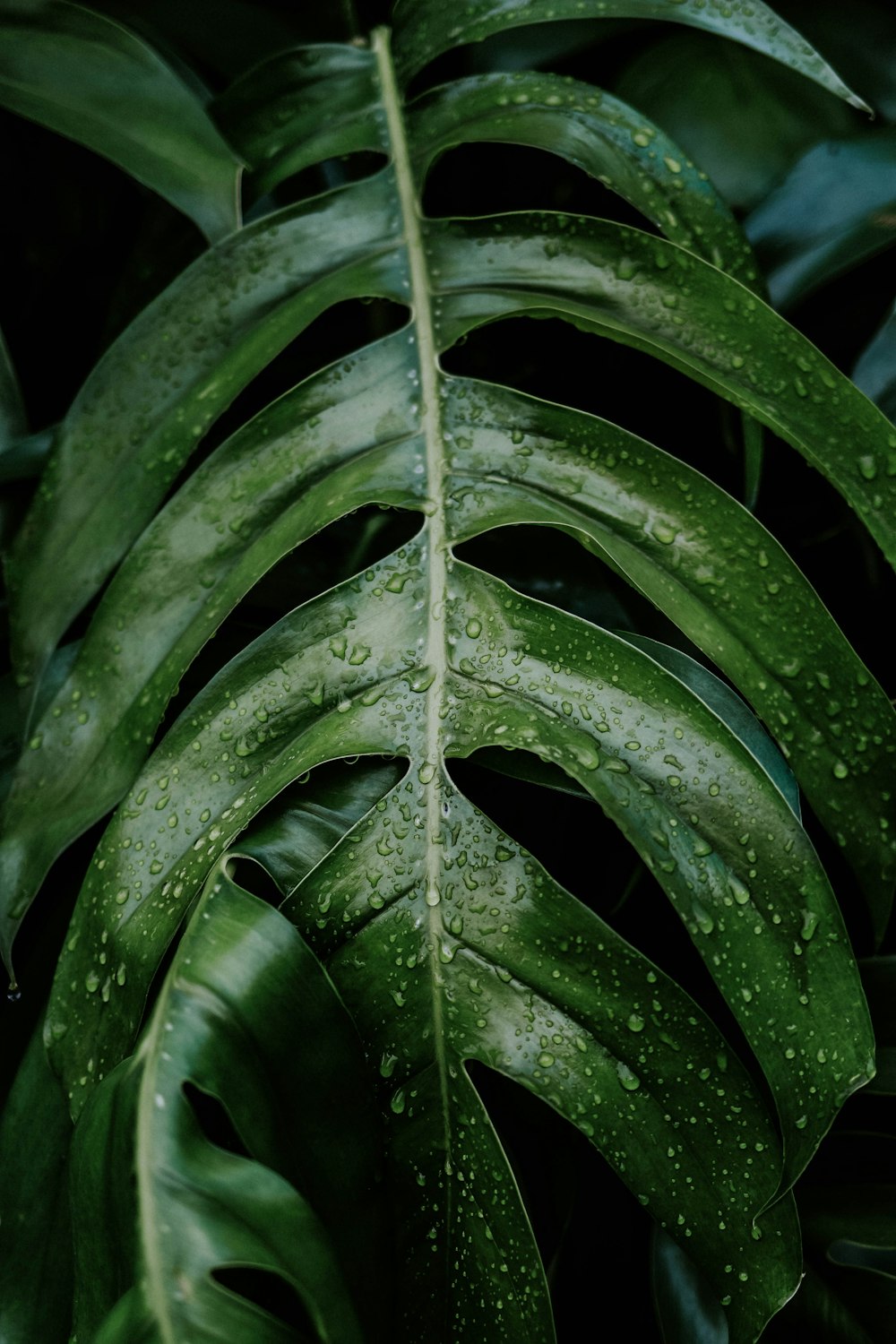 a close up of a leaf