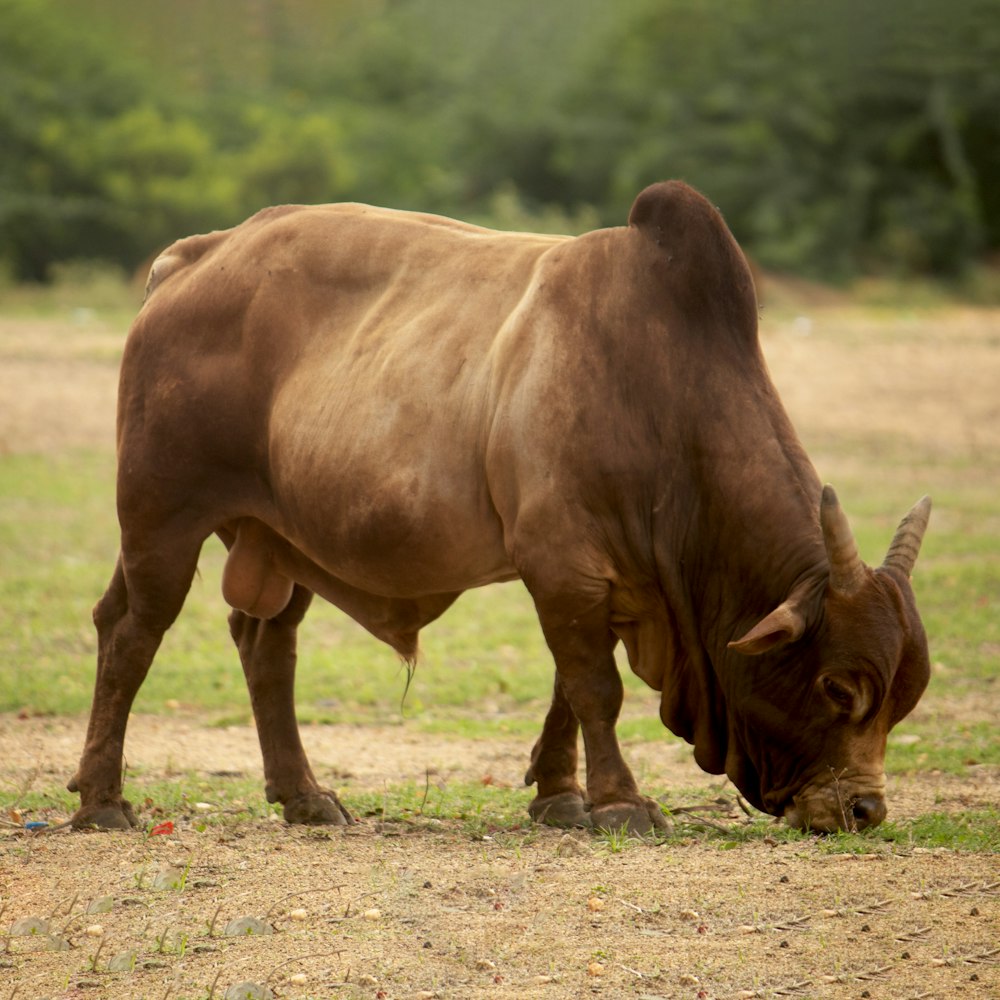 a brown cow eating grass
