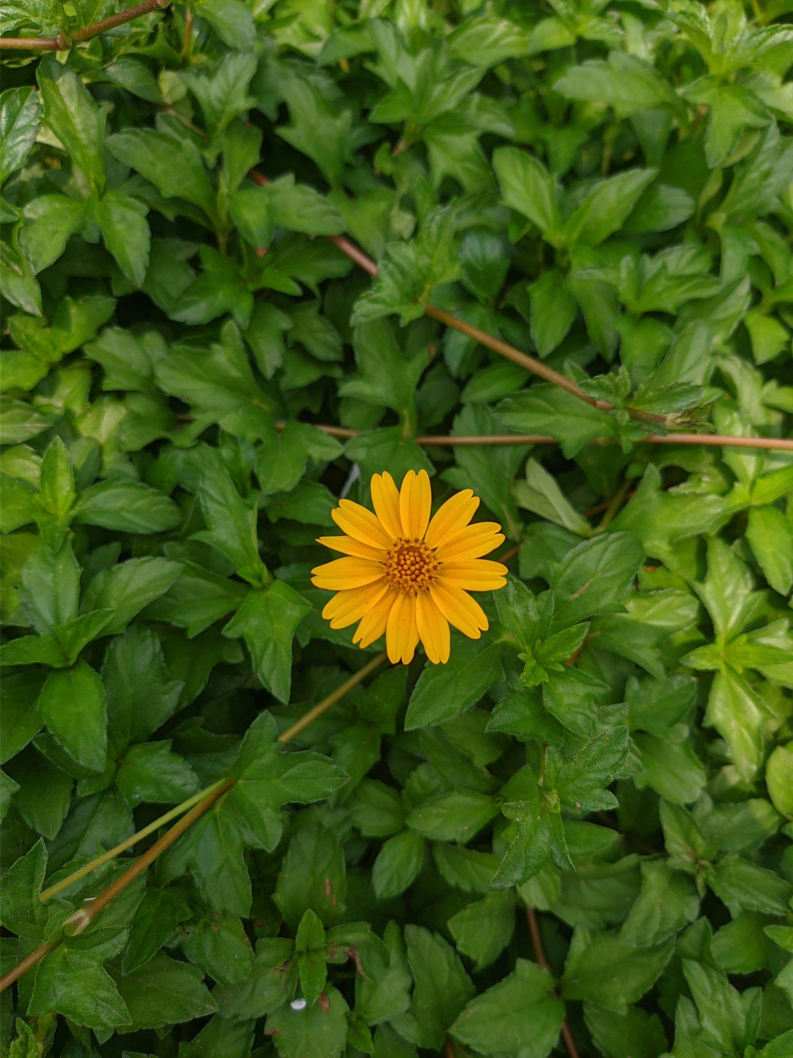 Photo by aman_mahapatra