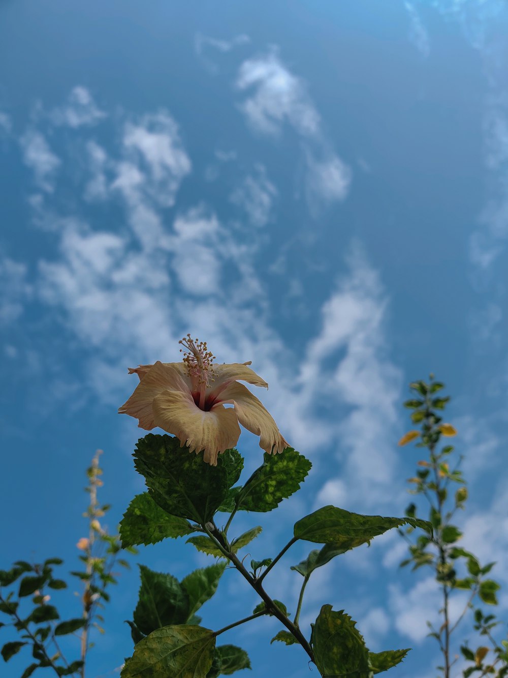 a flower on a plant