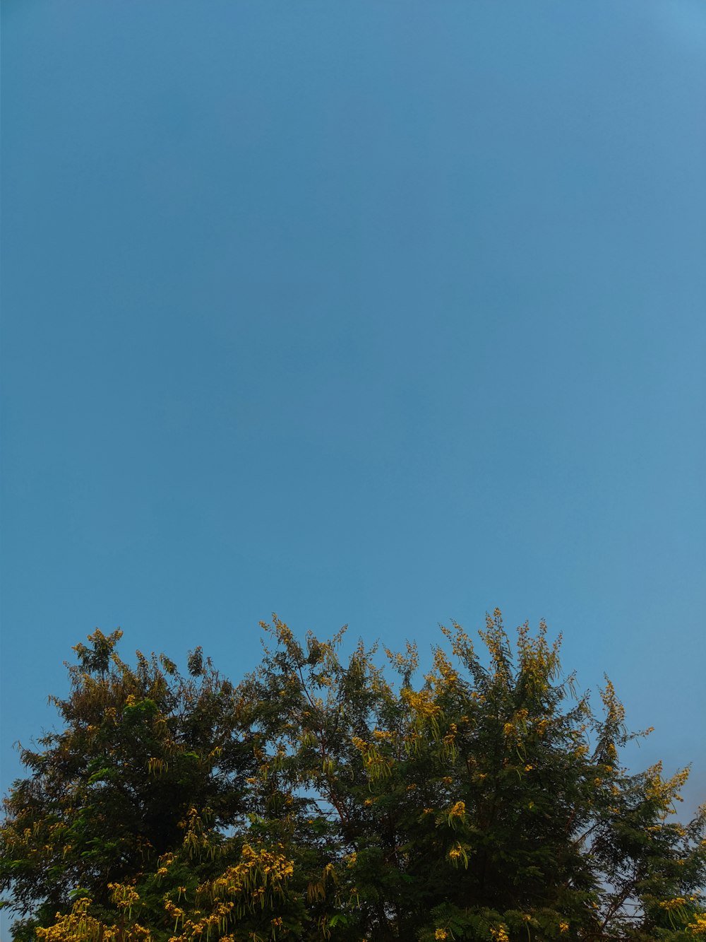 a blue sky above trees