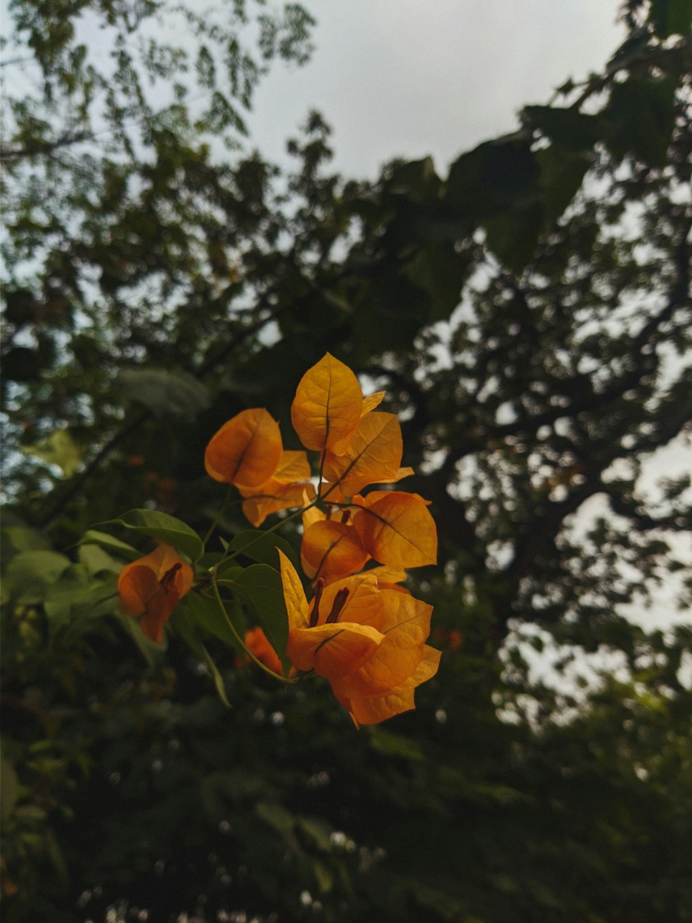 a group of leaves on a tree