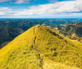 a grassy hill with trees on it