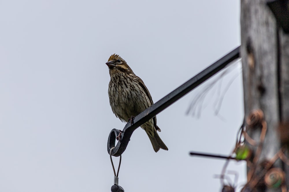 a bird perched on a bird feeder