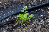 a small plant growing in the dirt