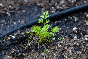 a small plant growing in the dirt