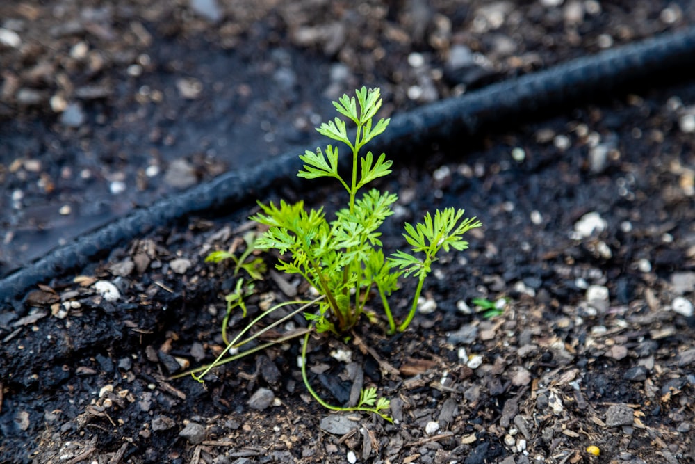 a small plant growing in the dirt