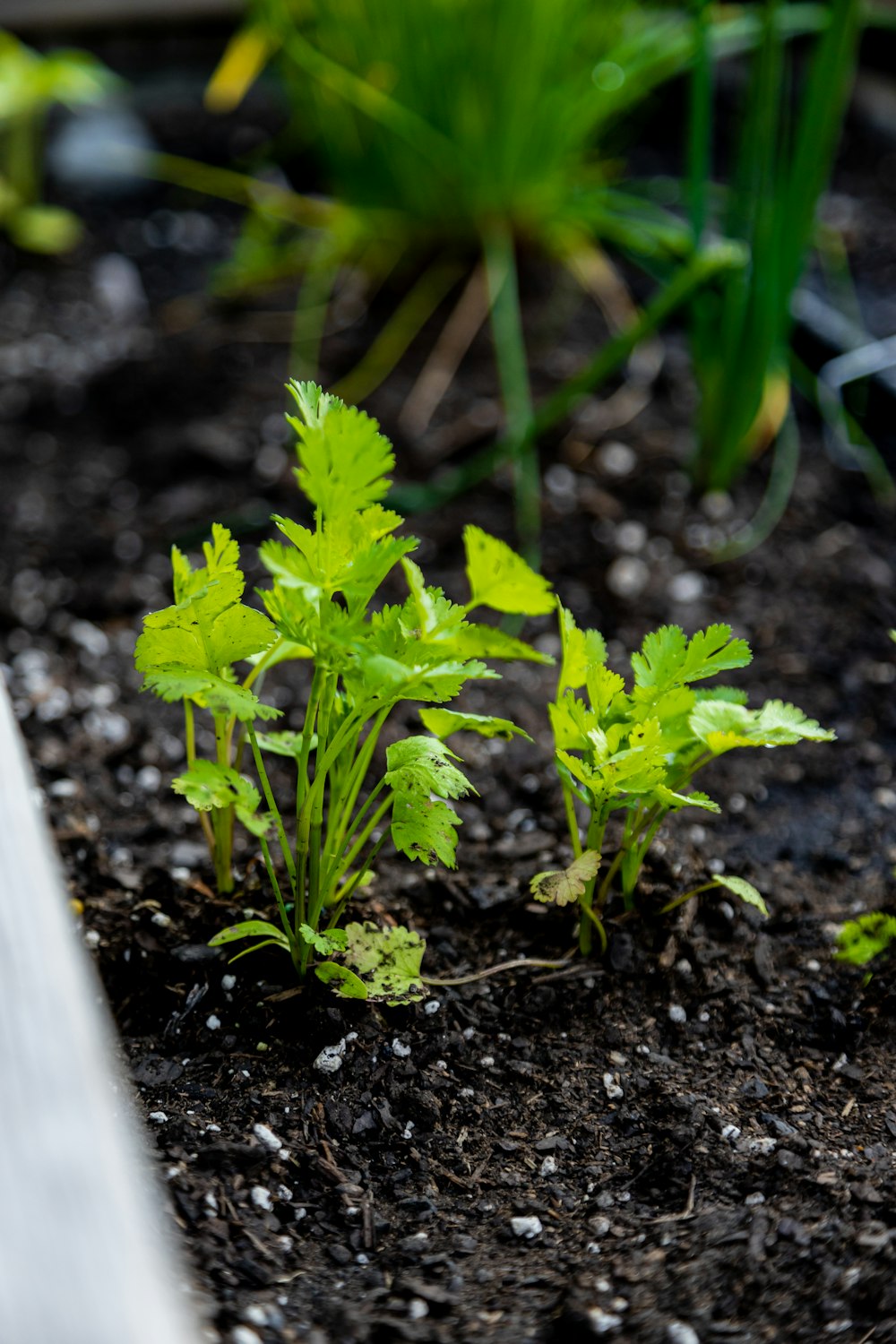 a close-up of some plants