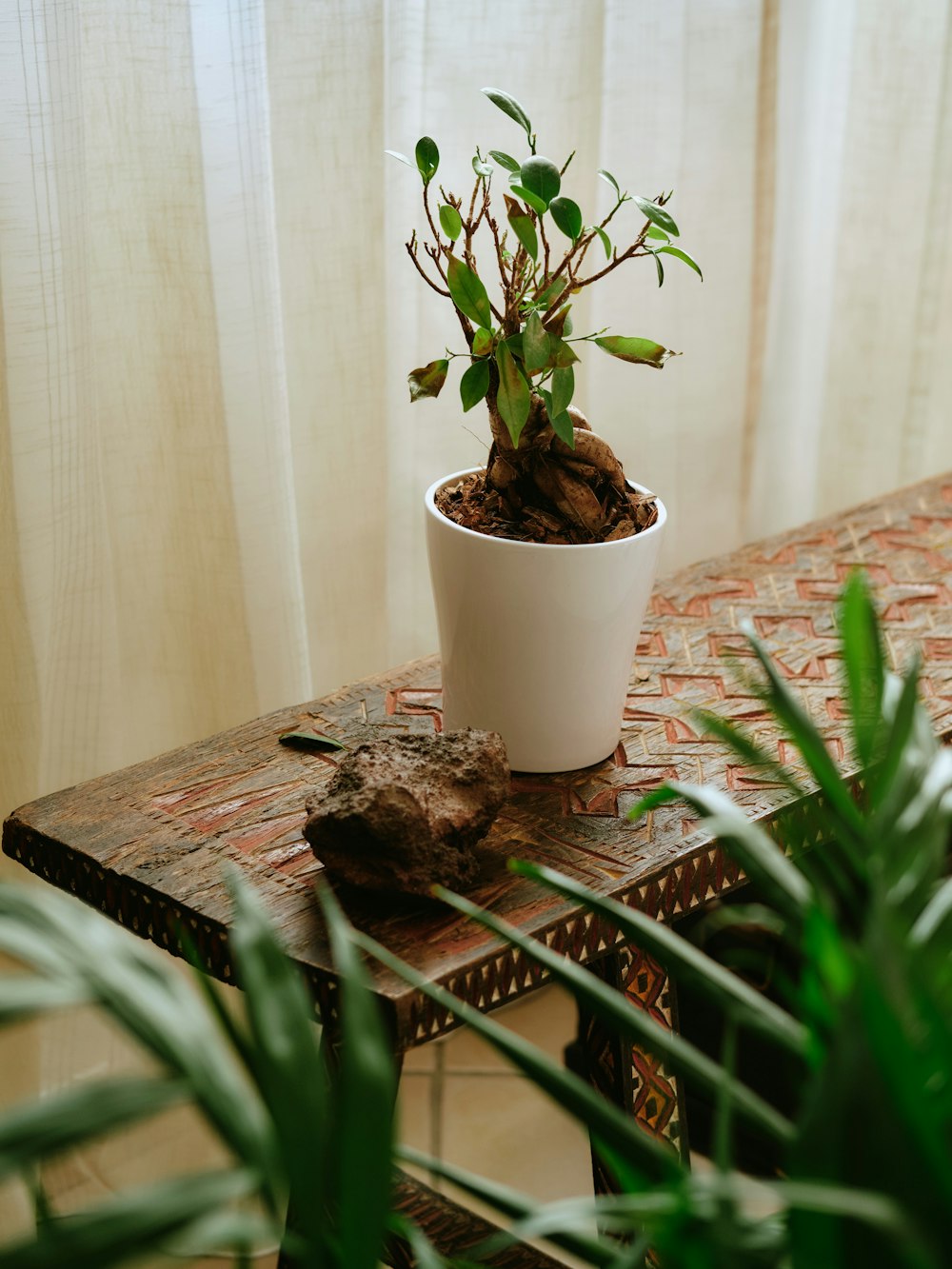 a potted plant on a table