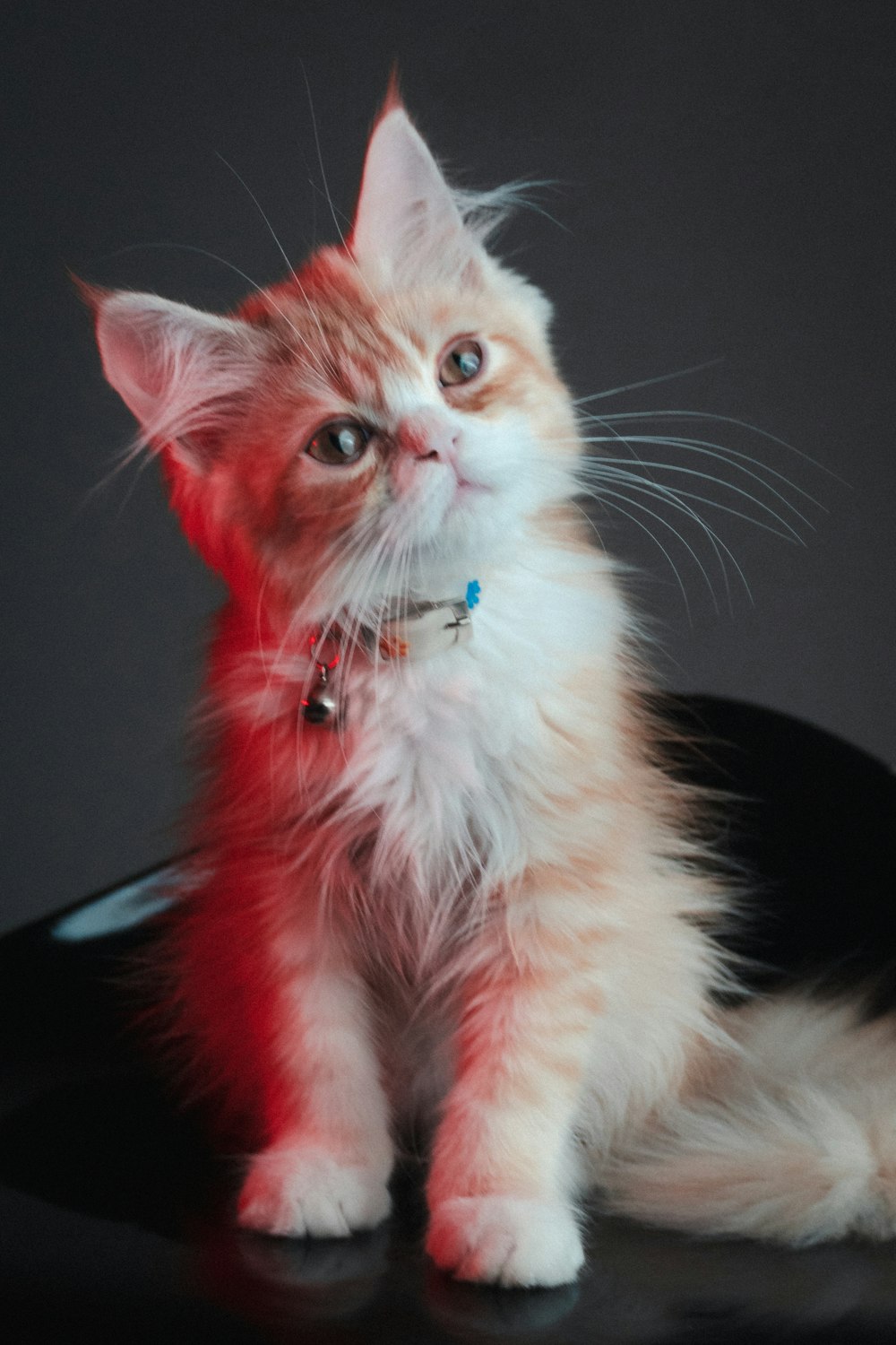 un chat avec un collier