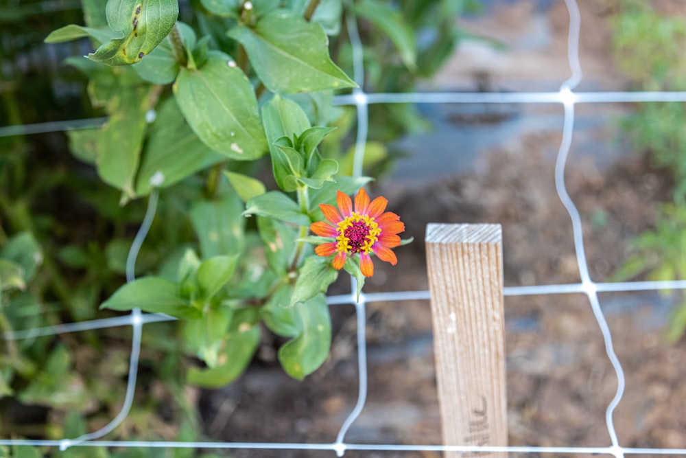 a flower on a plant