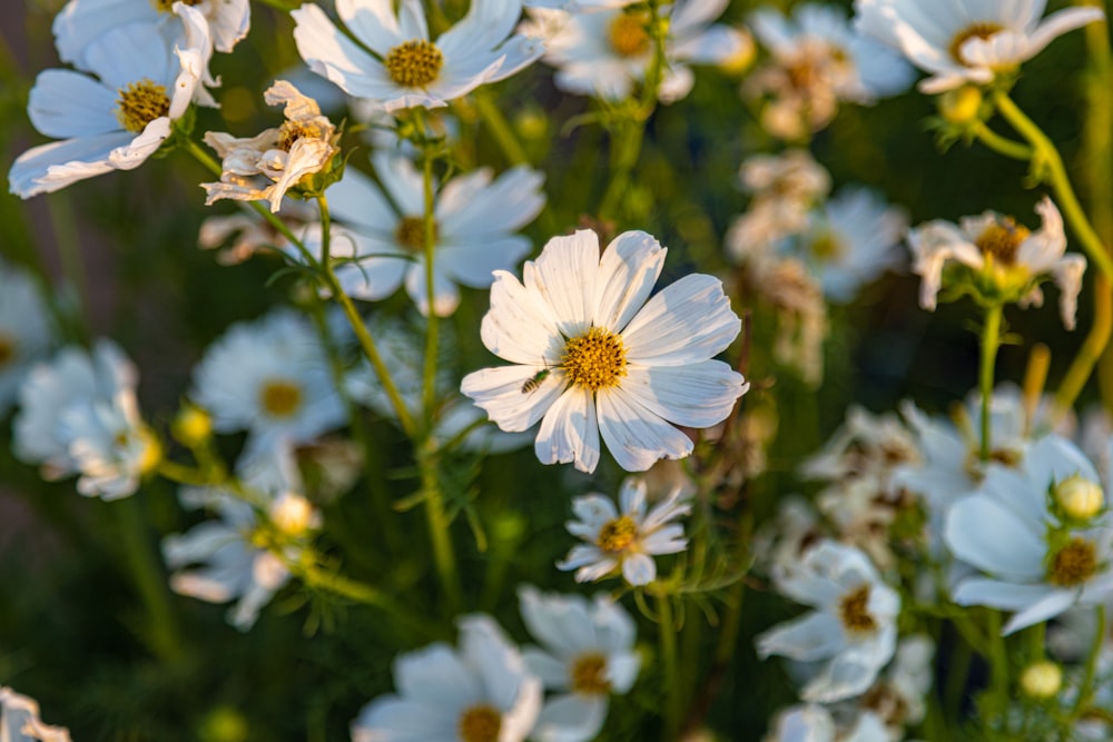 a close up of some flowers