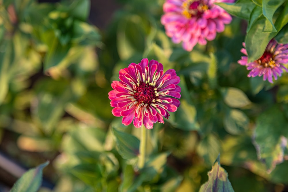 a close up of a flower