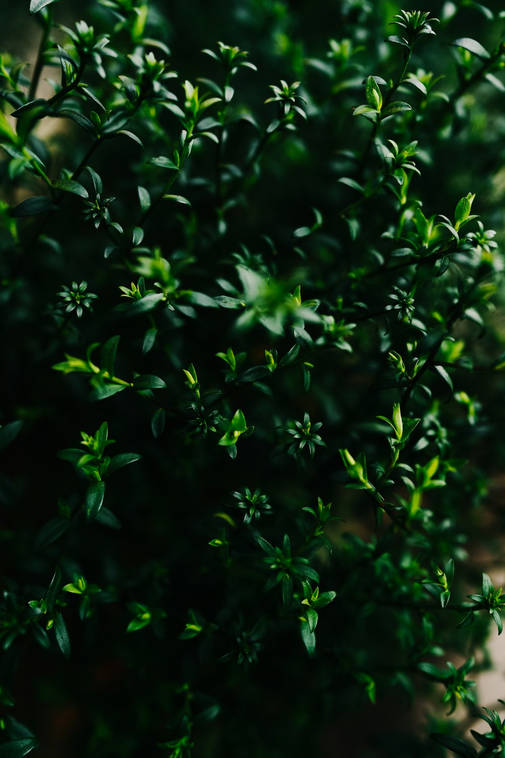 a group of bushes and trees