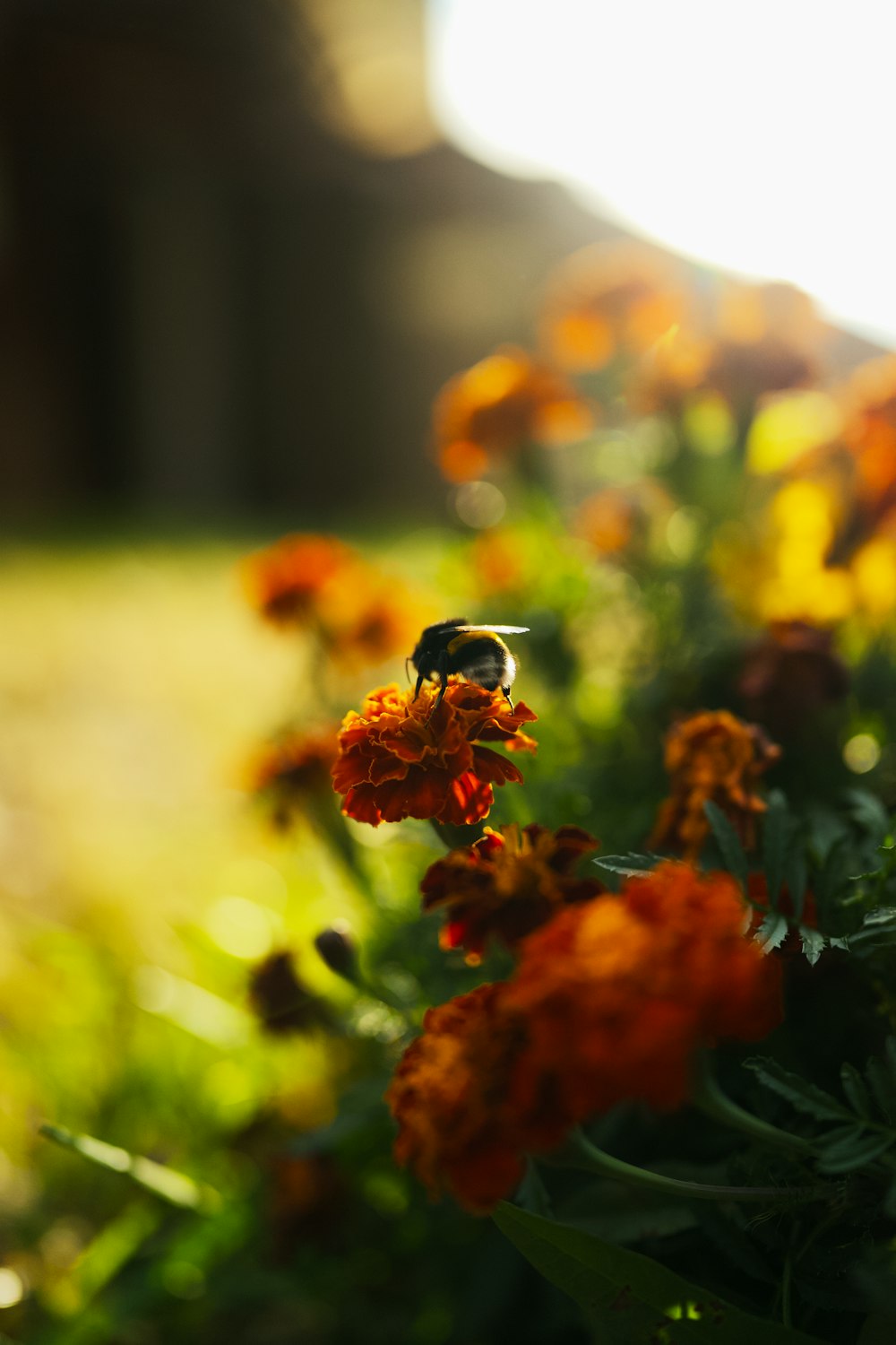 a close up of a flower