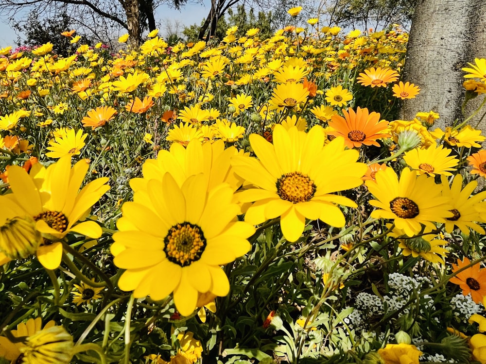 a group of yellow flowers