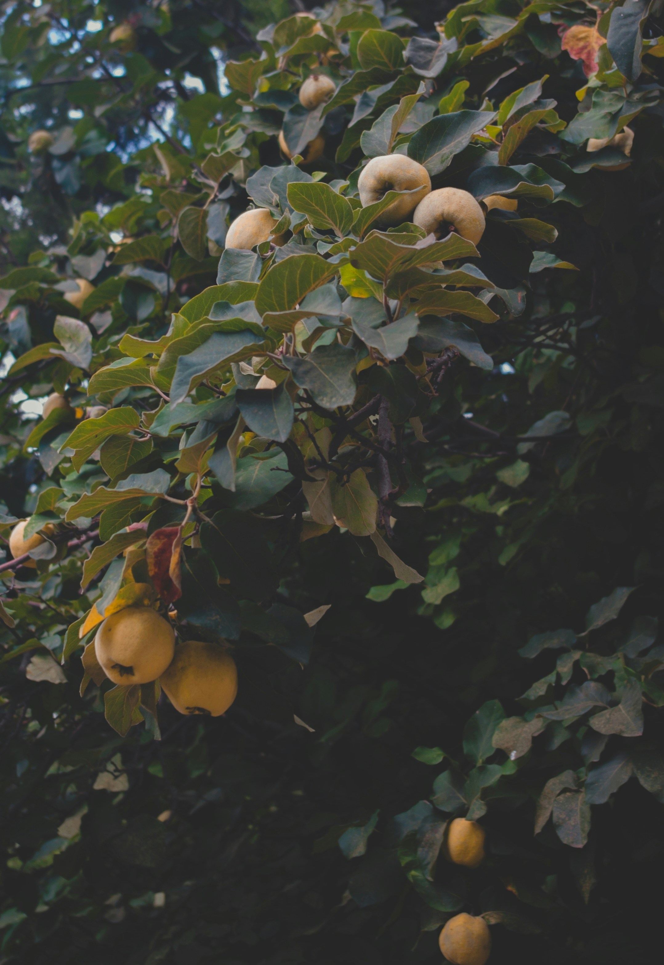 Photo by moonmoons_days