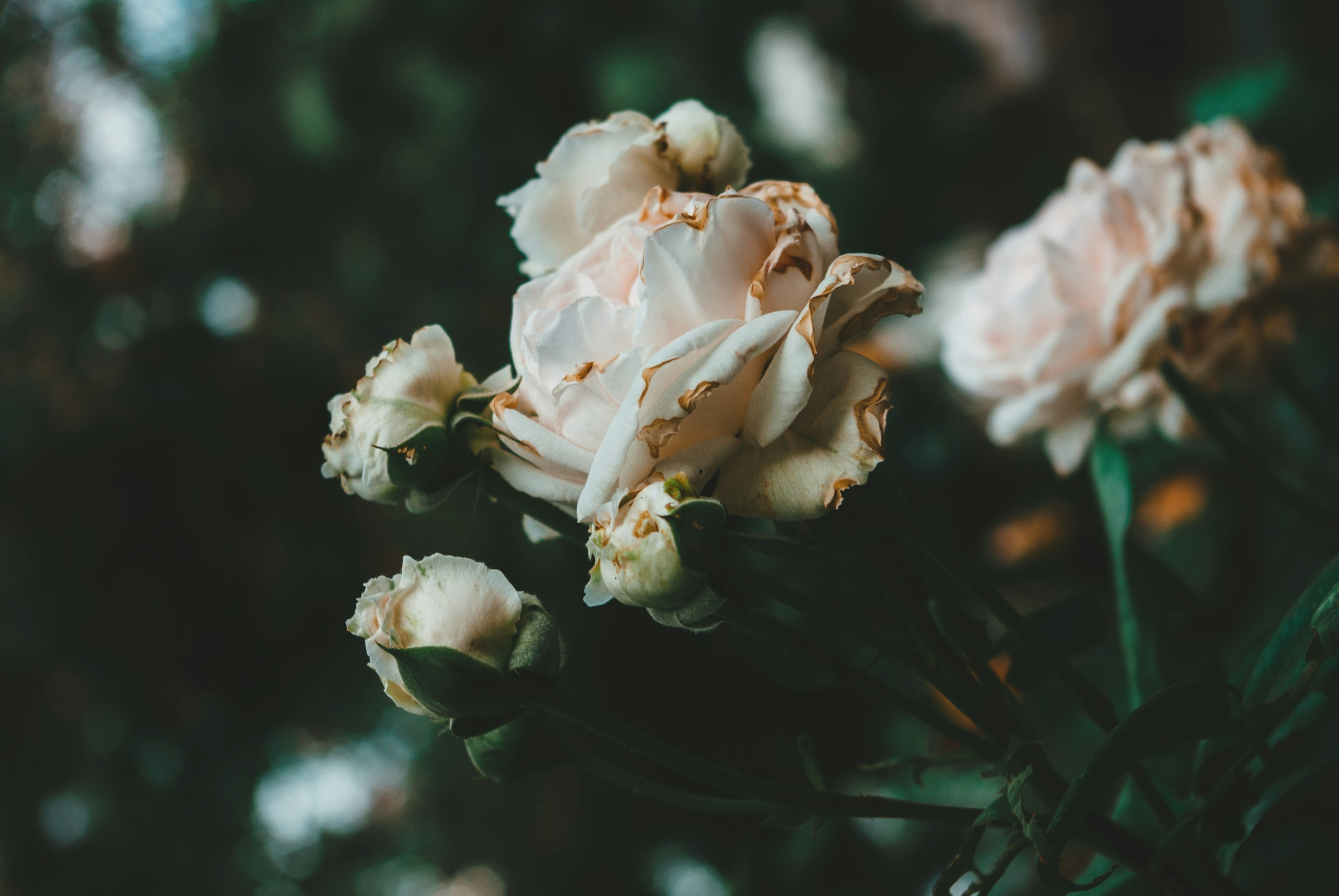 Photo by moonmoons_days