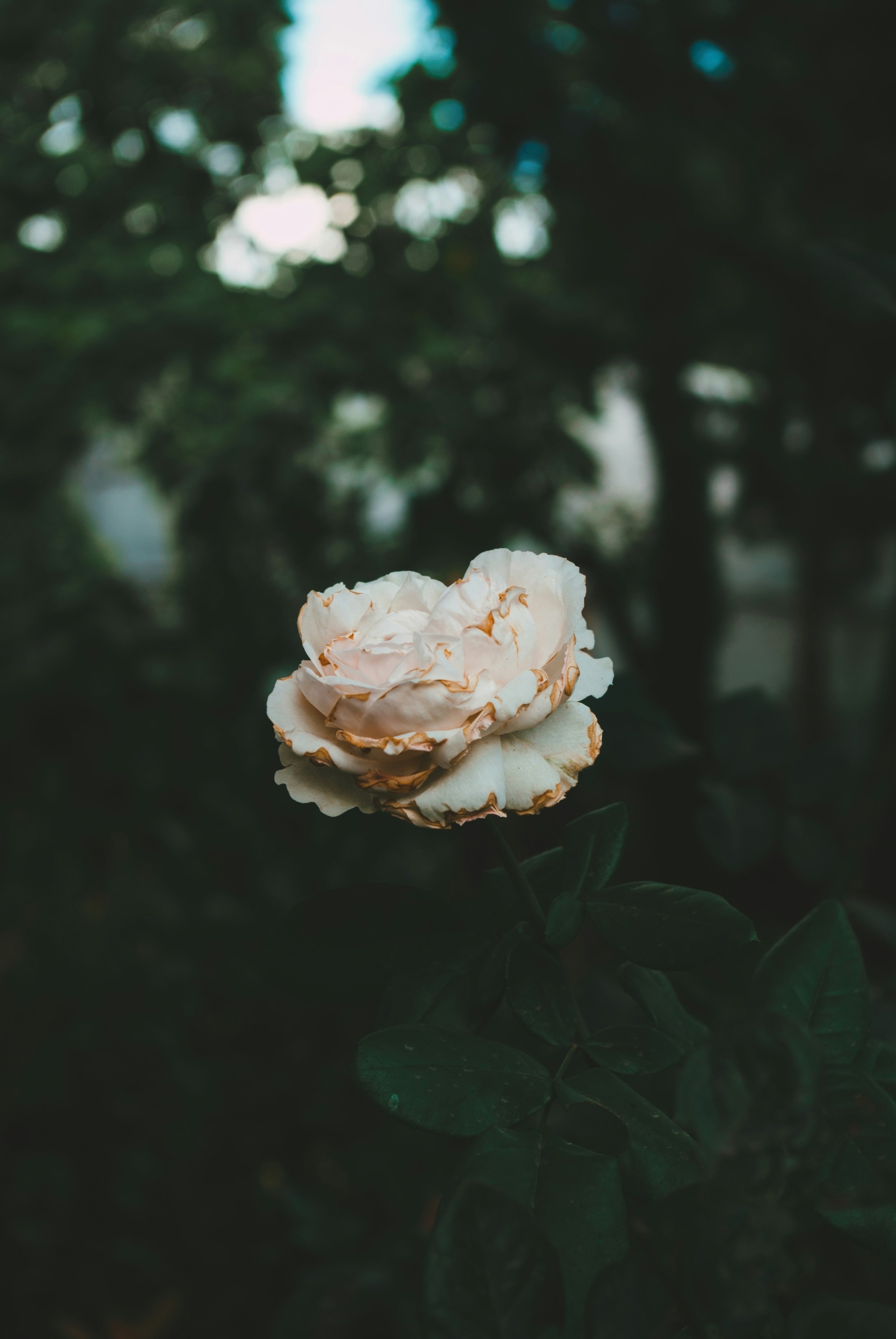 Photo by moonmoons_days