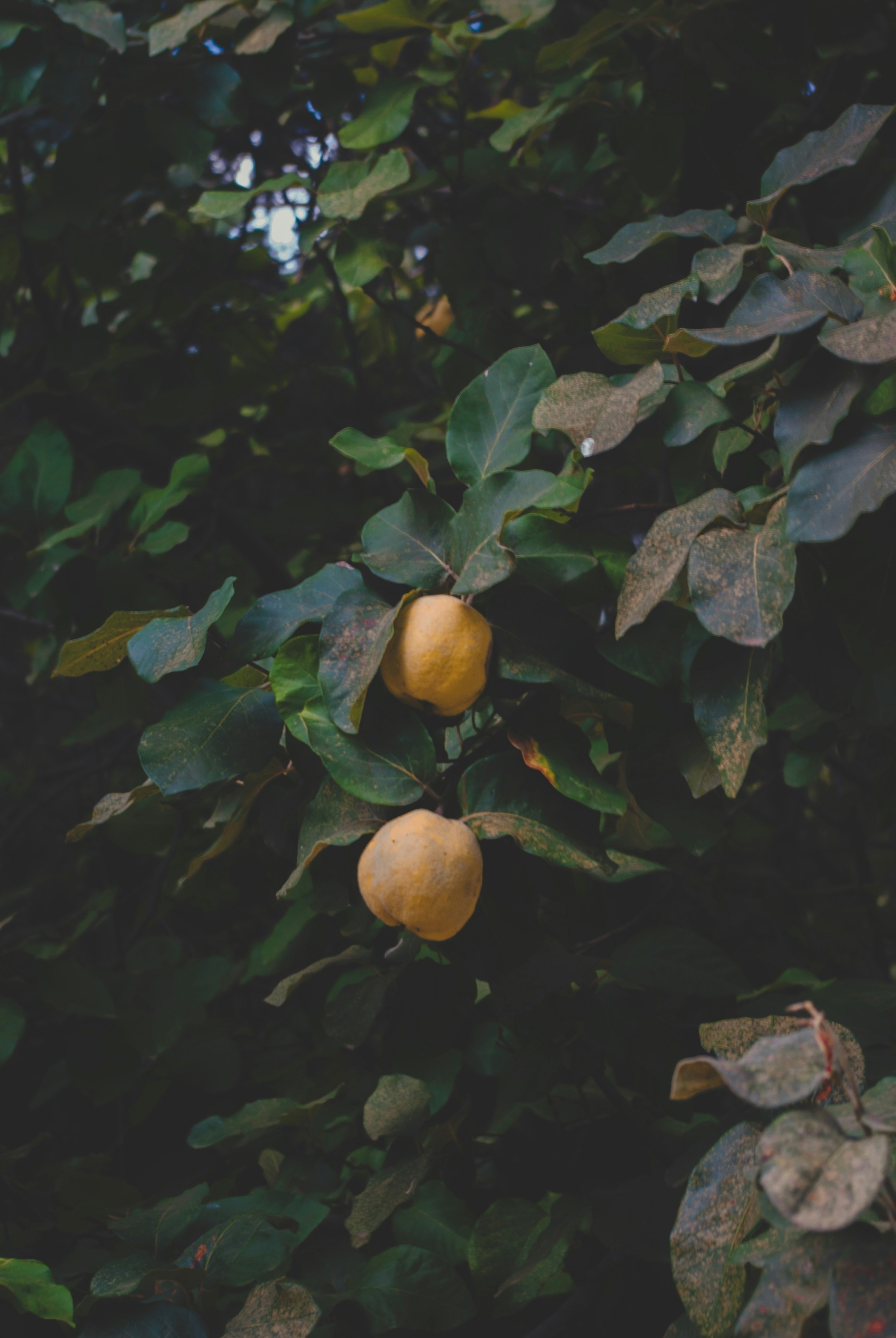 Photo by moonmoons_days