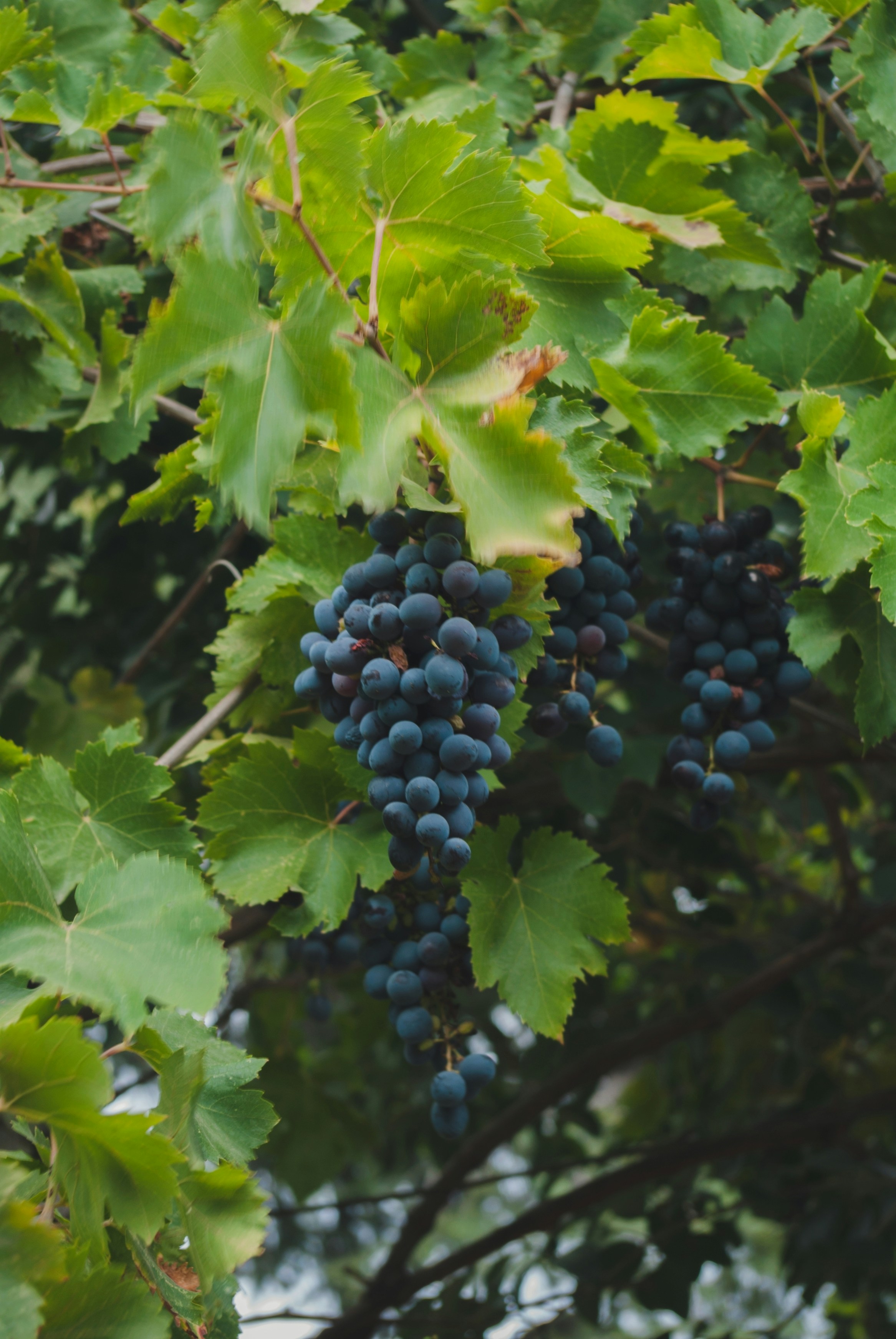 Photo by moonmoons_days