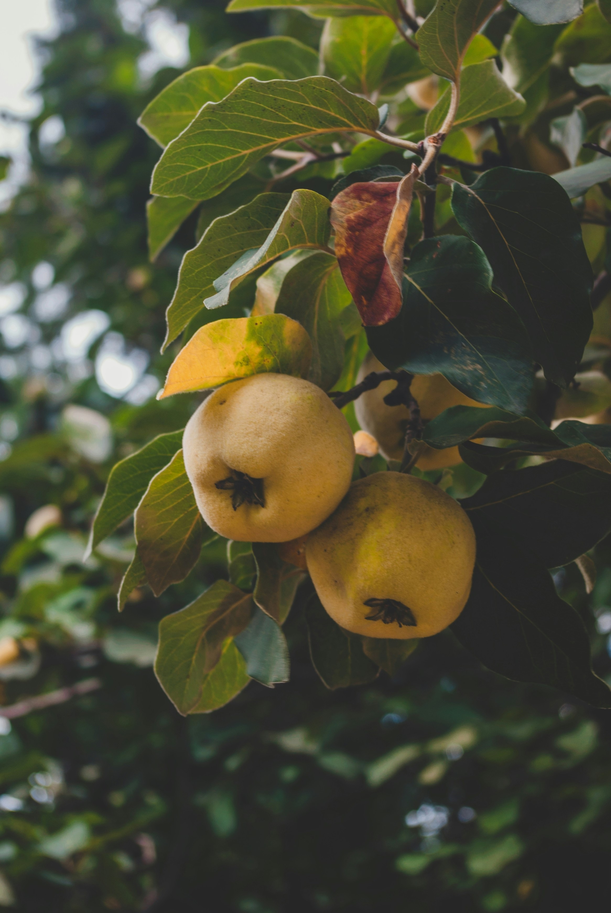 Photo by moonmoons_days